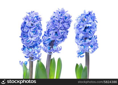 Three blue flowers hyacinthes with green leaves isolated on white