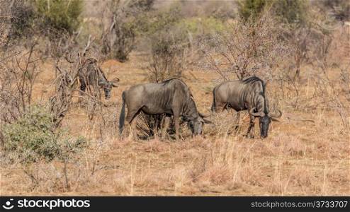 Three Blue Wildebeest grazing in the dry grasslands of Pilanesberg National Park in South Africa
