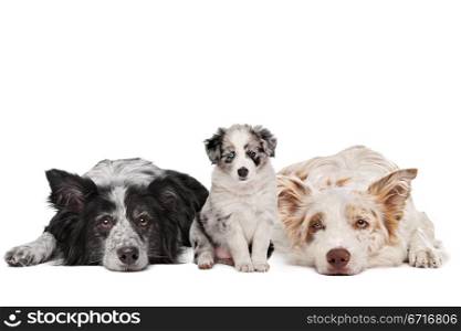 Three border collie dogs in front of a white background