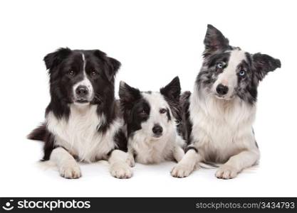 Three border collie. Three border collie sheepdogs lying on front