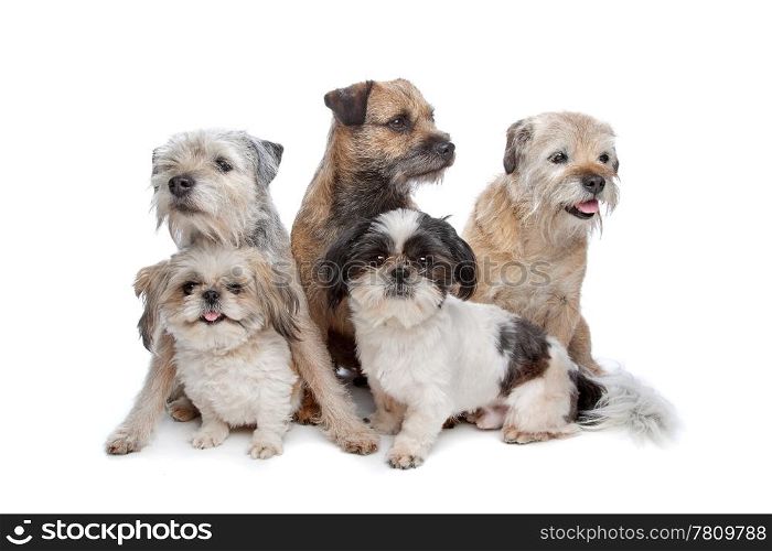 three Border Terrier dogs and two Shih Tzu dogs. three Border Terrier dogs and two Shih Tzu dogs in front of a white background