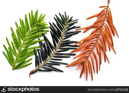 three branches of a Christmas tree on a white background - green, orange and lime