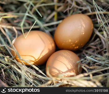 Three brown chicken eggs lying in straw. Three brown chicken eggs