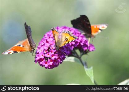 three butterflies visit purple flower