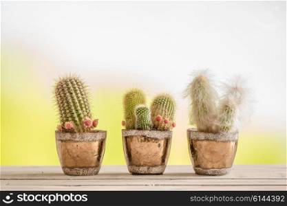Three cactus in pots on a wooden table