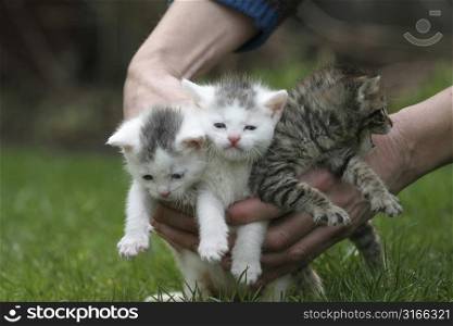 Three cats being put down on the lawn