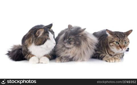 three cats in front of white background