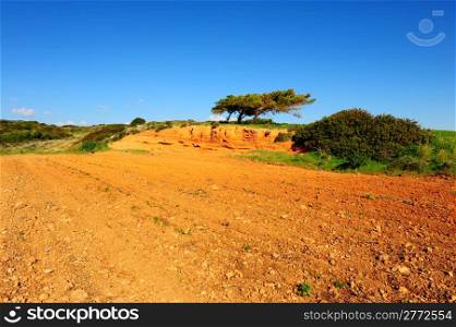 Three Cedars Over a Cliff on the Greek Island of Rhodes