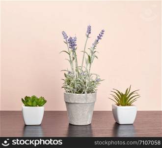 three ceramic pots with plants on a black table, pink background