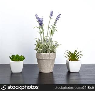 three ceramic pots with plants on a black table, white background
