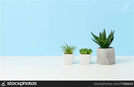 three ceramic pots with plants on a white table, blue background, copy space
