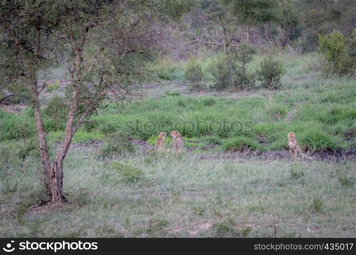 Three Cheetahs hiding in a drainage line in the Kruger National Park, South Africa.