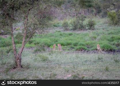 Three Cheetahs hiding in a drainage line in the Kruger National Park, South Africa.