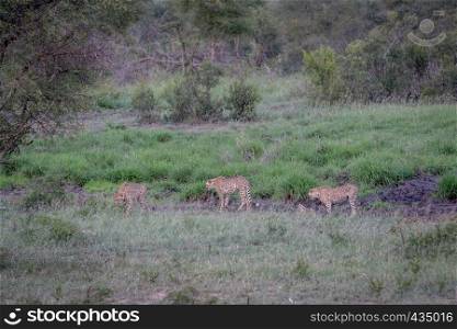 Three Cheetahs walking in a drainage line in the Kruger National Park, South Africa.