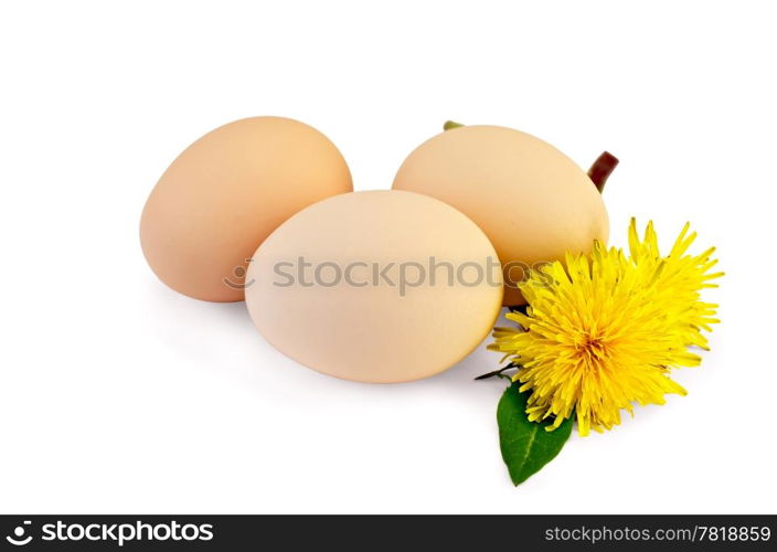 Three chicken eggs with leaf and two flowers of dandelion isolated on white background