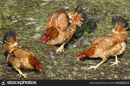 Three chickens scratch around in a courtyard