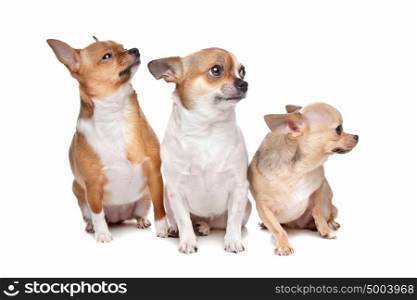 three chihuahua dogs. three chihuahua dogs in front of a white background