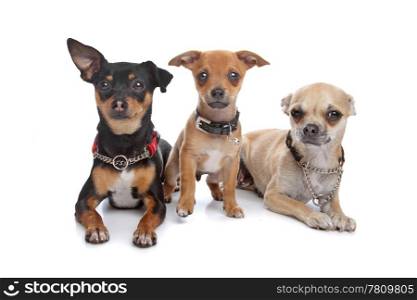 three chihuahua dogs. three chihuahua dogs in front of a white background