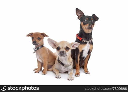 three chihuahua dogs. three chihuahua dogs in front of a white background