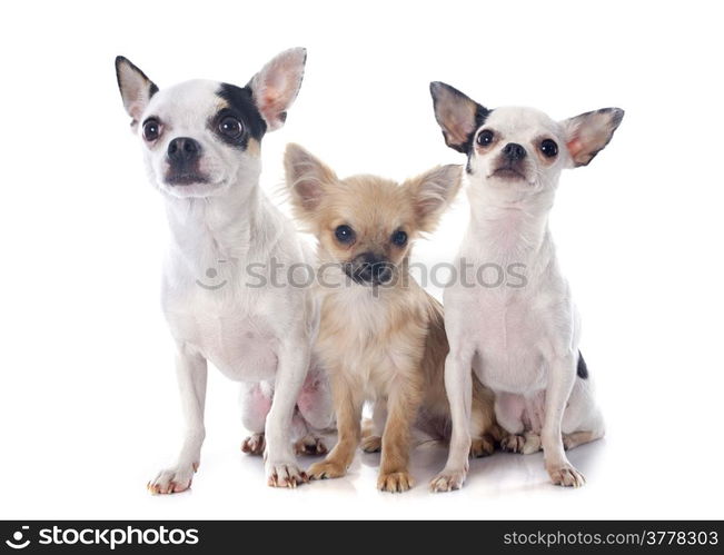 three chihuahua in front of white background