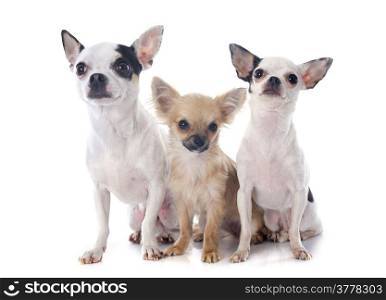 three chihuahua in front of white background