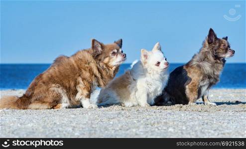 Three Chihuahuas. Three Chihuahuas sit on the sand on the beach
