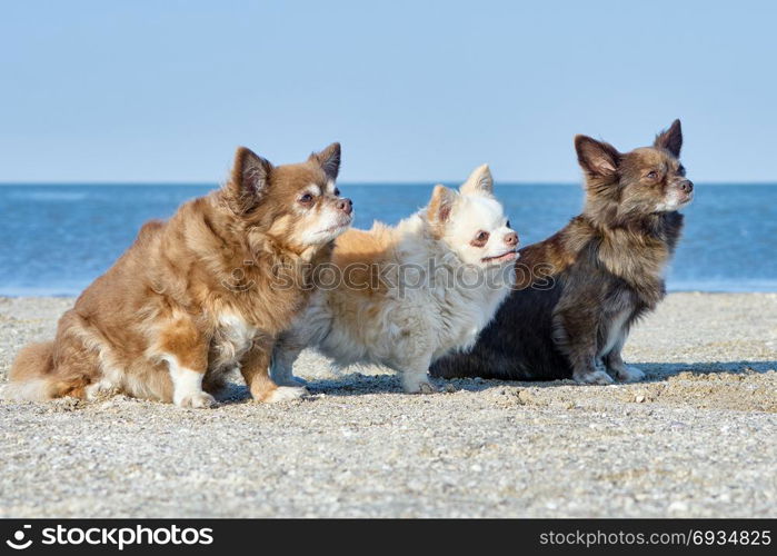 Three Chihuahuas. Three Chihuahuas sit on the sand on the beach