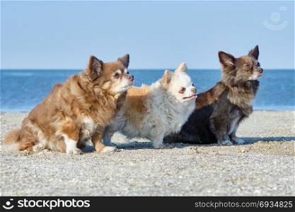 Three Chihuahuas. Three Chihuahuas sit on the sand on the beach