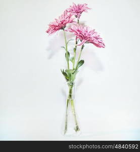 Three chrysanthemums in glass vase on white background