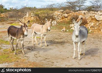 Three colorful donkeys standing in wild nature on island Bonaire