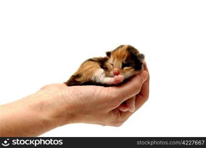 Three-coloured kitten lying in hand isolated on white background. Two days from birth