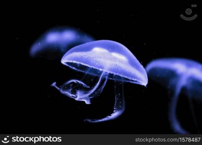three common moon jellyfish with purple colouring shine in the dark water, they also called ear jelly or latin Aurelia aurita. common moon jellyfish with purple coloration