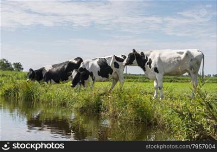 three cows drinking water in the small river in nature area in holland