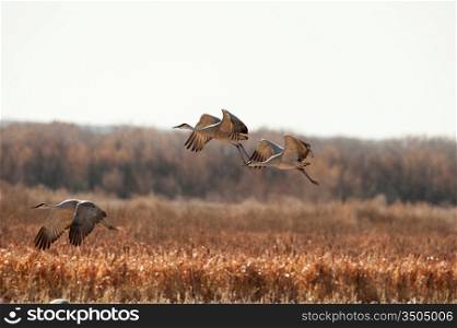 Three Cranes In Flight