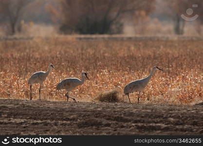 Three Cranes Walking