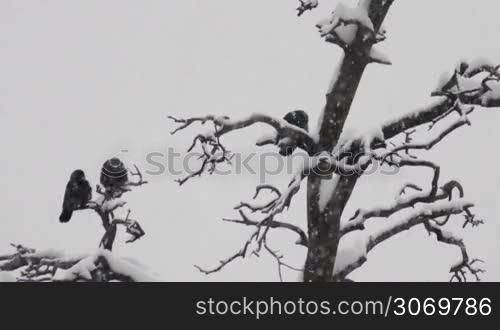 three crows are sitting on a snow-covered branch