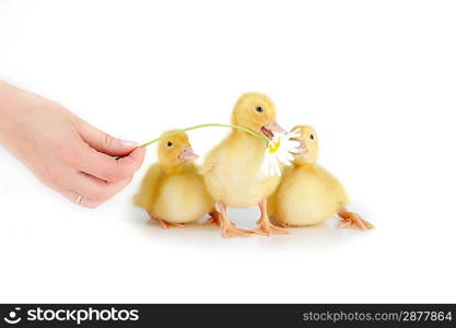 three cute fluffy ducklings and chamomile isolated