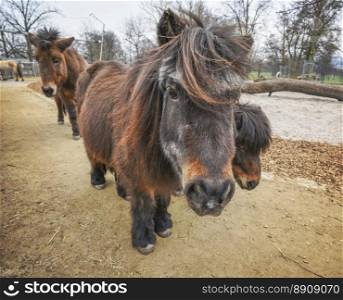 Three cute Shetland ponies, one approaching the camera and the others hiding behind it. People friendly, intelligent and the short legs are the main features of the shetland ponies.