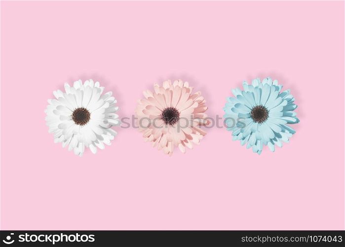 Three daisies, chamomile or gerbera flower isolated at pastel pink background. Pop art design, creative unique , individuality and difference concept. Floral pattern in minimal style.. Three daisies, chamomile or gerbera at pastel pink background.
