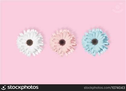 Three daisies, chamomile or gerbera flower isolated at pastel pink background. Pop art design, creative unique , individuality and difference concept. Floral pattern in minimal style.. Three daisies, chamomile or gerbera at pastel pink background.