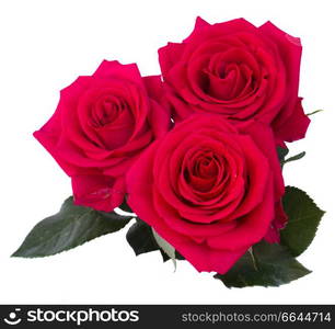 three dark pink roses isolated on white background