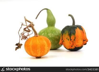 Three decorative pumpkins - green, yellow and orange on a white background