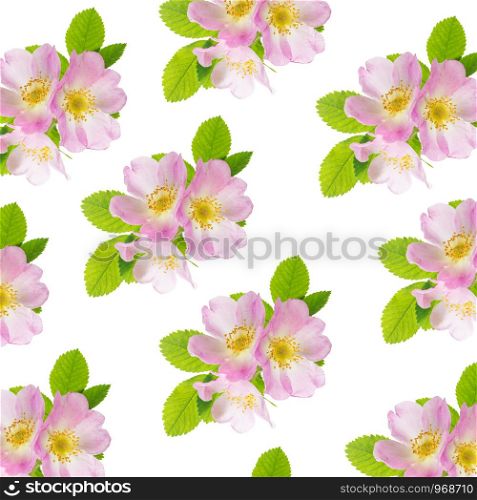 Three delicate pink wild rose flowers with green leaves isolated on white background as a seamless pattern