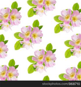 Three delicate pink wild rose flowers with green leaves isolated on white background as a seamless pattern