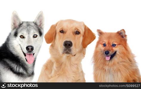 Three different adult dogs isolated on a white background