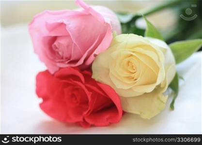 Three different colors of roses, pink and white