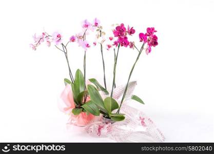 Three different coloures of orchids in cellophane wrapped pots, all together on a white background.