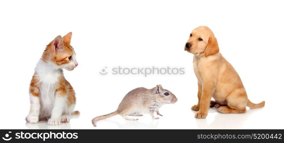 Three different pets isolated on a white background