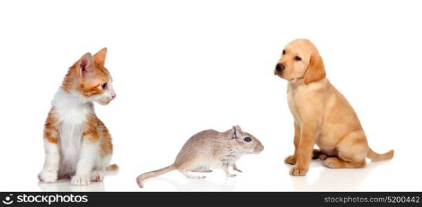 Three different pets isolated on a white background