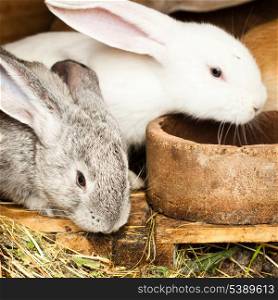 Three different rabbits closeup in hutch